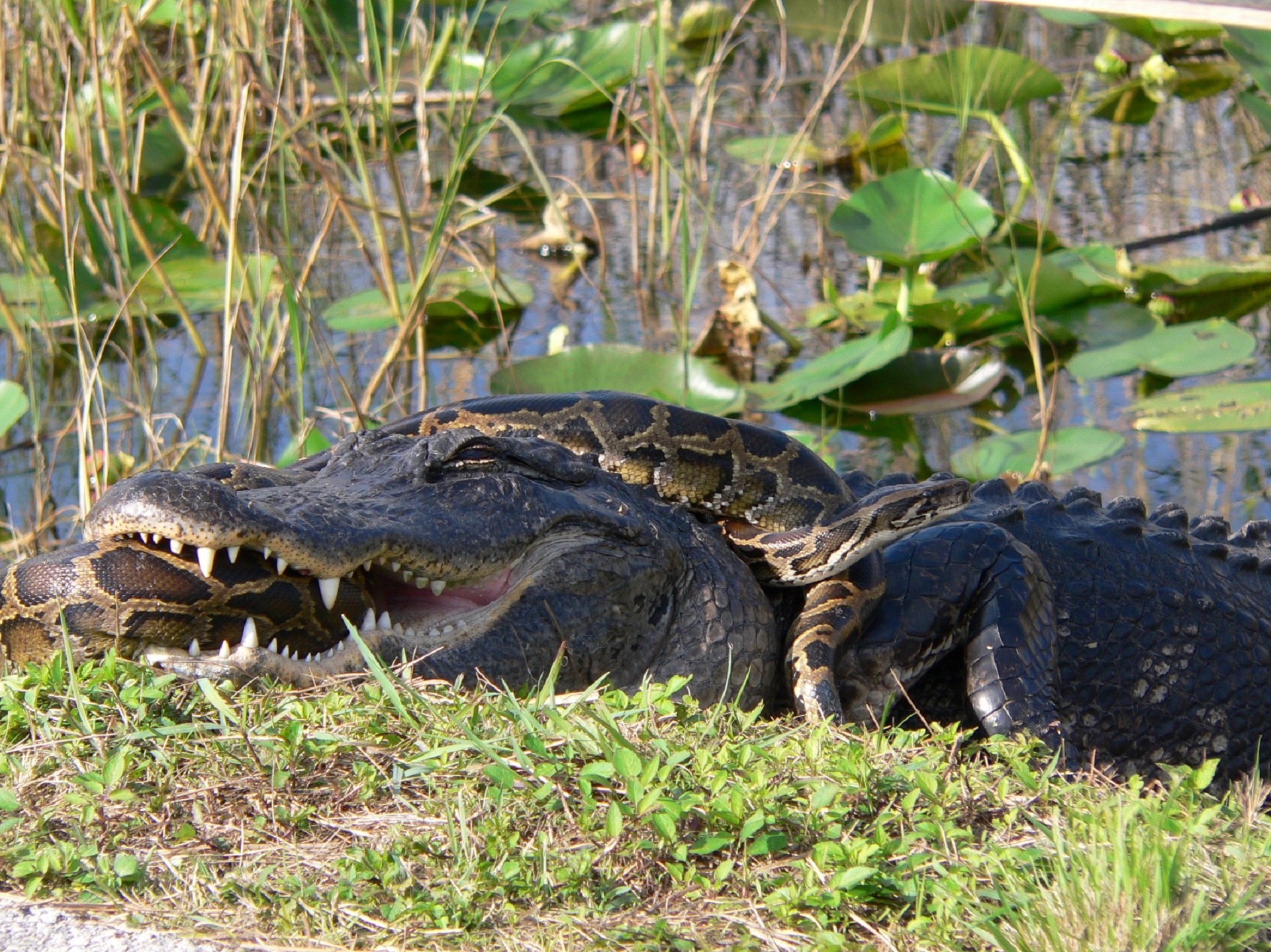 Aligatorius,  Python,  Gyvatė,  Laukinė Gamta,  Gamta,  Kovoti,  Mirtingasis,  Kovoti,  Maistas,  Everglades & Nbsp