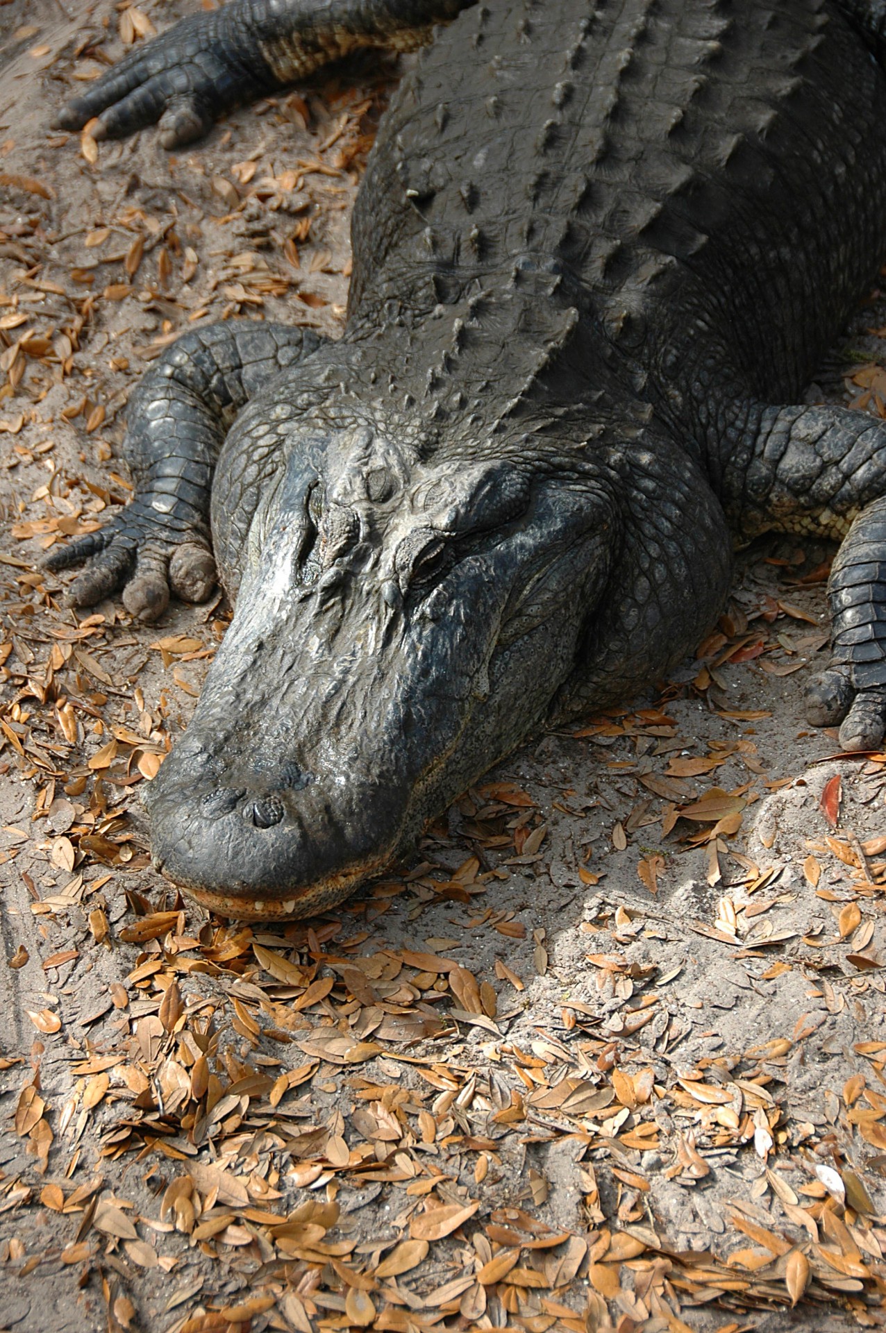 Aligatorius,  Laukinė Gamta,  Ropliai,  Gyvūnas,  Zoologijos Sodas,  Gyvūnų Rezervas,  Lauke,  Didelis,  Pavojingas,  Gamta