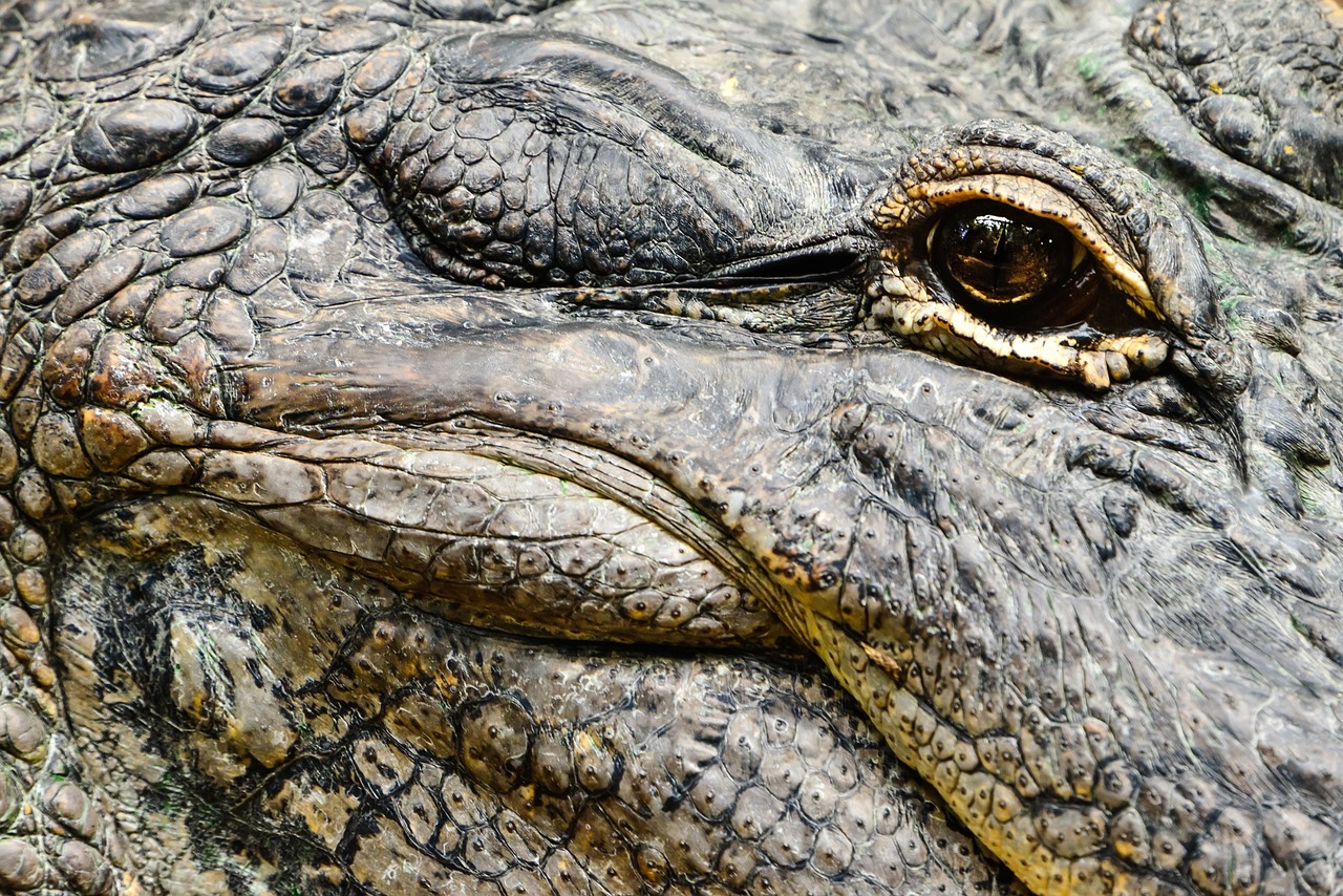 Aligatoriaus Akis, Galva, Laukinė Gamta, Gamta, Ropliai, Plėšrūnas, Profilis, Portretas, Atogrąžų, Nemokamos Nuotraukos