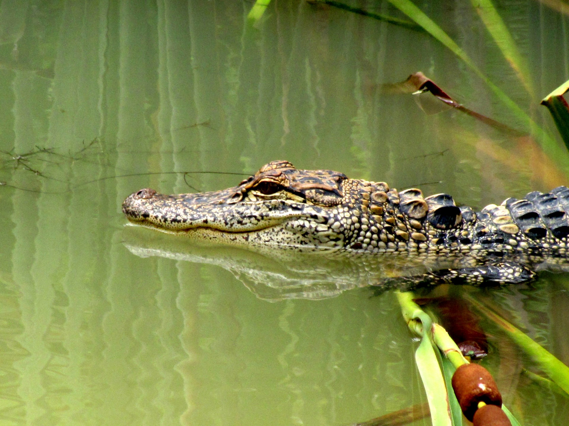 Aligatorius,  Vanduo,  Ropliai,  Maudytis,  Zoologijos Sodas,  Aligatorius, Nemokamos Nuotraukos,  Nemokama Licenzija