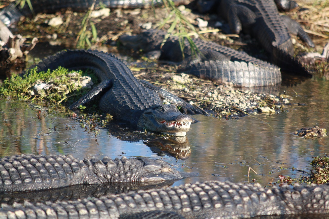 Aligatoriai, Bankas, Krantas, Vanduo, Sunning, Ropliai, Pelkė, Laukinė Gamta, Gators, Lauke