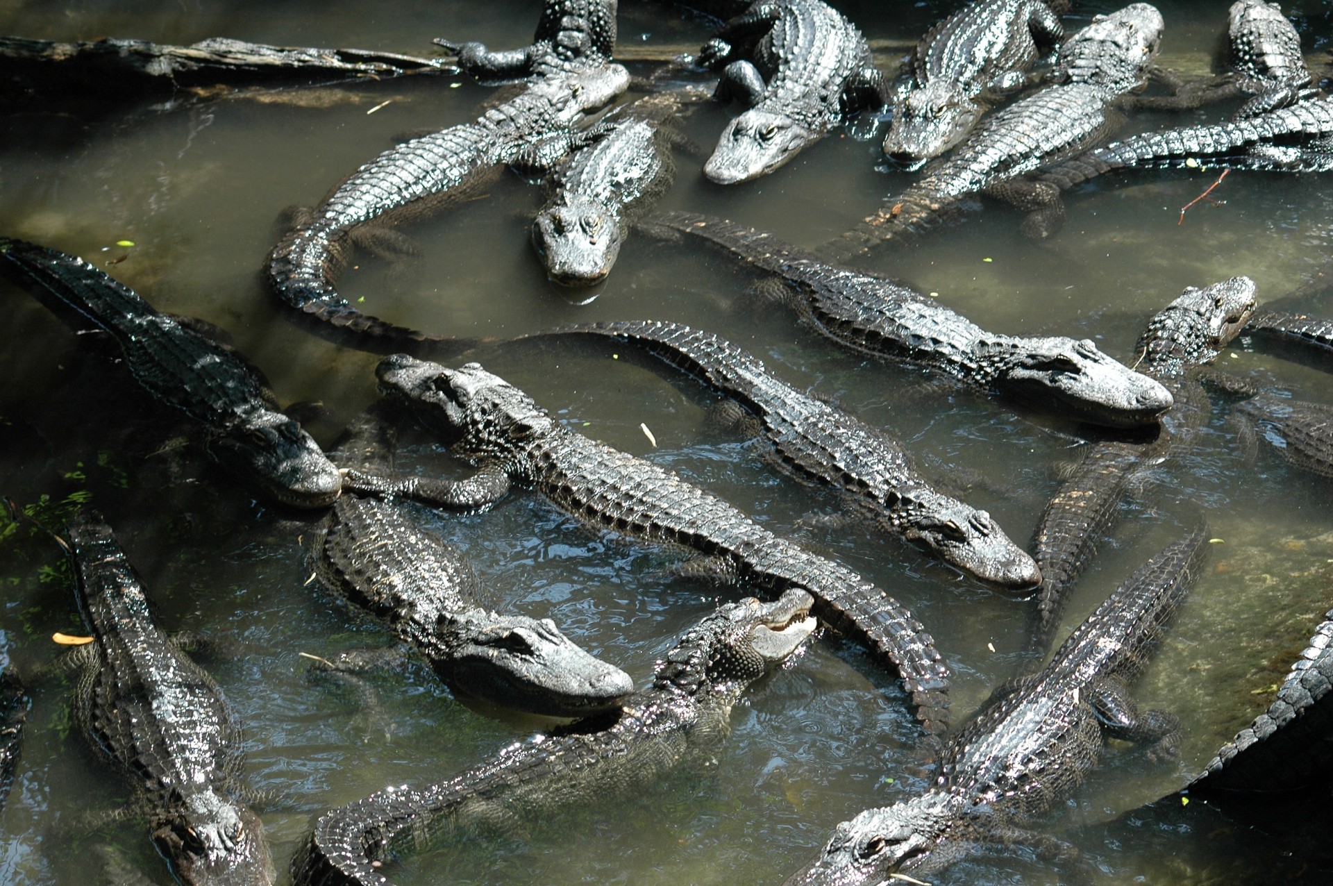 Aligatoriai,  Krūva,  Gyvūnas,  Laukinė Gamta,  Ropliai,  Pavojingas,  Didelis,  Gamta,  Florida,  Usa