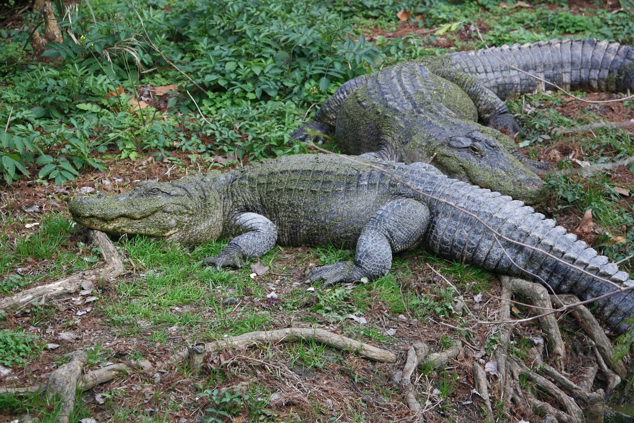 Aligatoriai, Aligatorius, Krokodilas, Krokodilai, Ropliai, Ropliai, Plėšrūnas, Laukinė Gamta, Laukiniai, Zoologijos Sodas