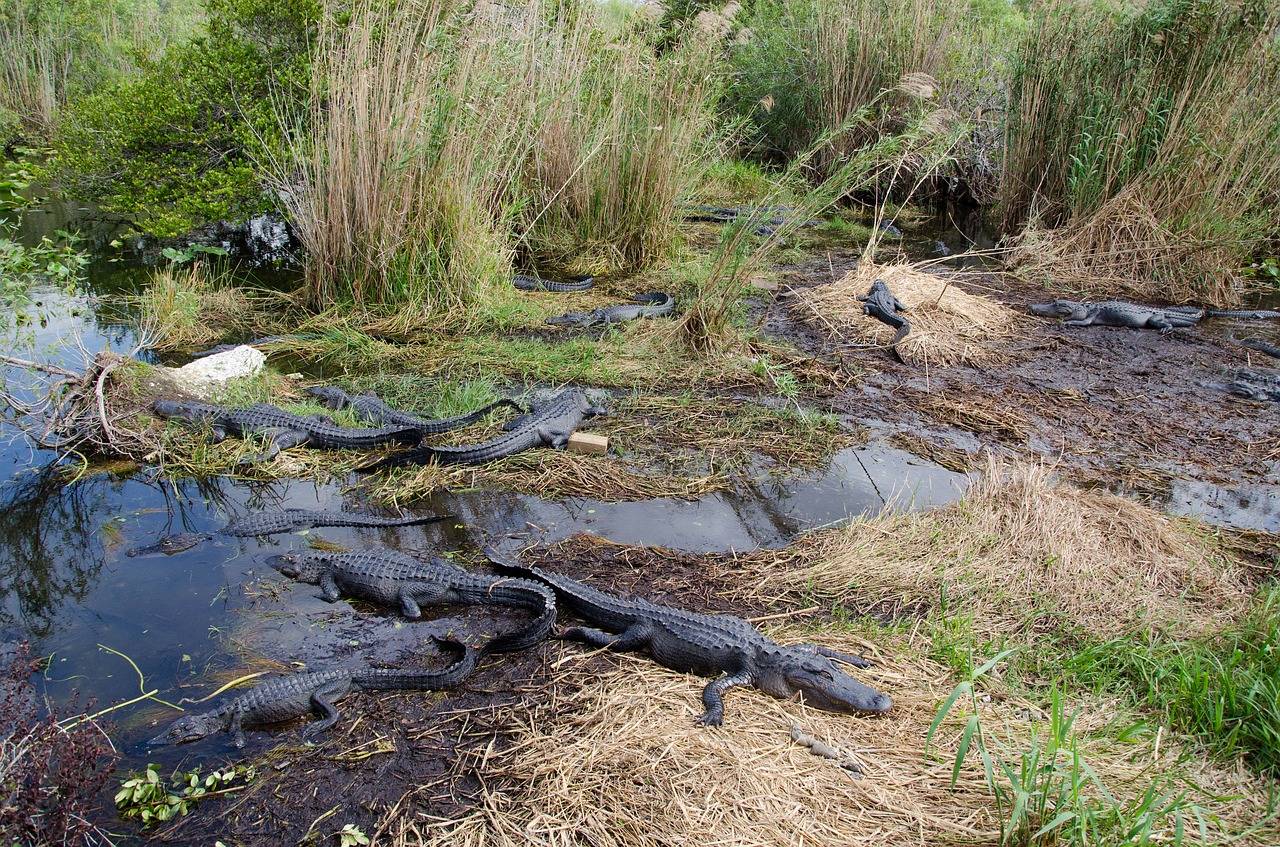 Aligatoriai, Gators, Aligatorius, Florida, Pelkė, Vasara, Vanduo, Pavojingas, Gamta, Ropliai