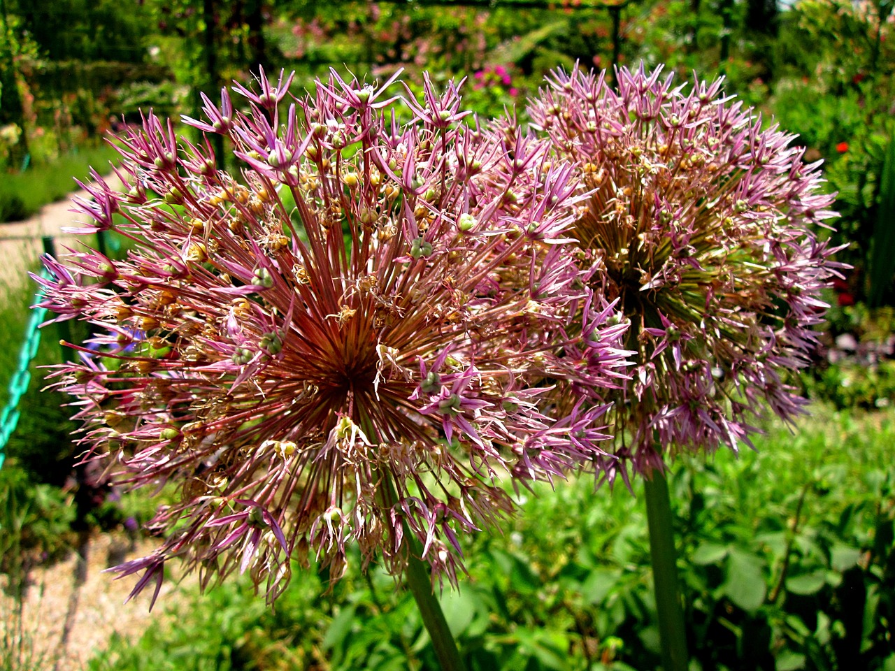 Allium, Gėlė, Sodas, Svogūnai, Dekoratyvinis, Nemokamos Nuotraukos,  Nemokama Licenzija