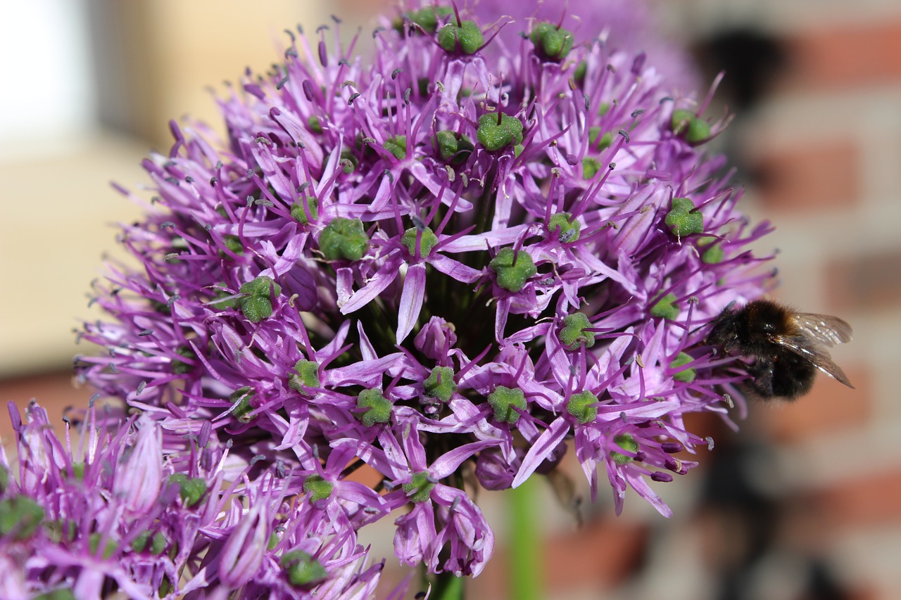 Allium, Svogūnai, Augalas, Nemokamos Nuotraukos,  Nemokama Licenzija