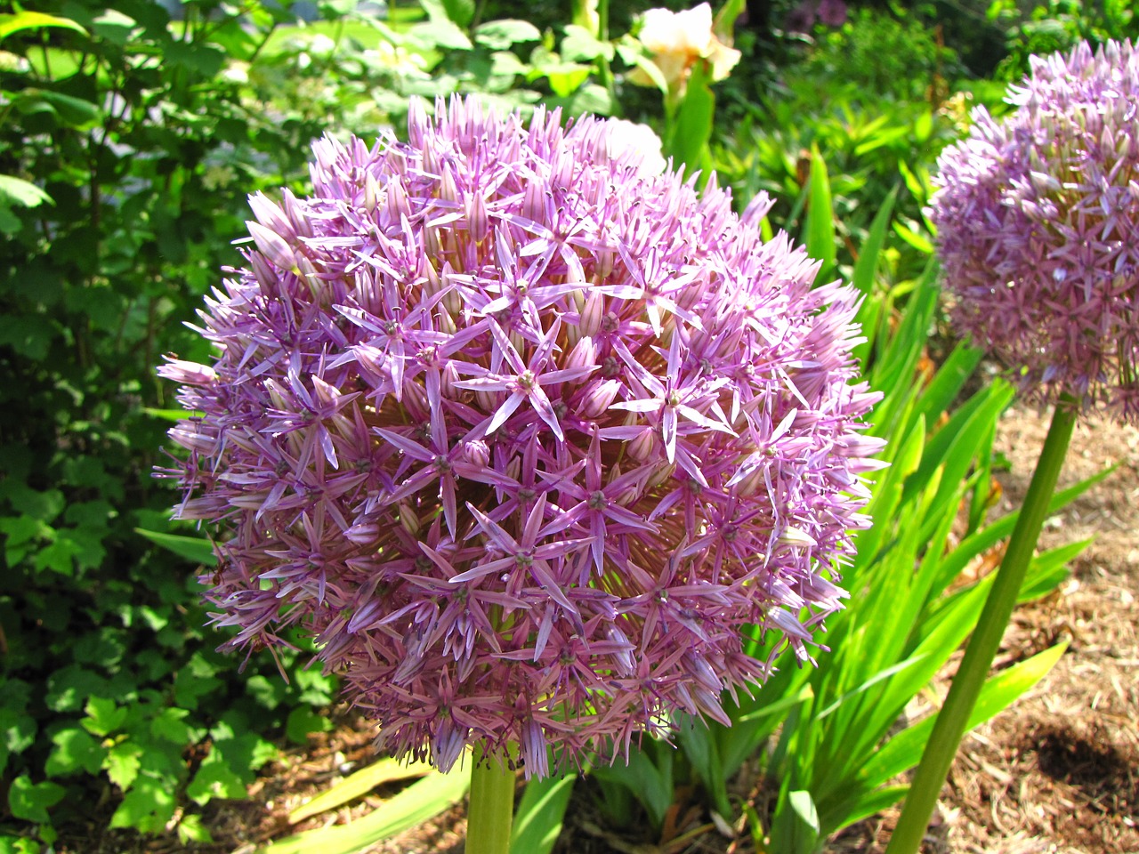 Allium, Gėlė, Žiedas, Žydi, Vasara, Violetinė, Česnakai, Augalas, Daugiametis, Laukiniai