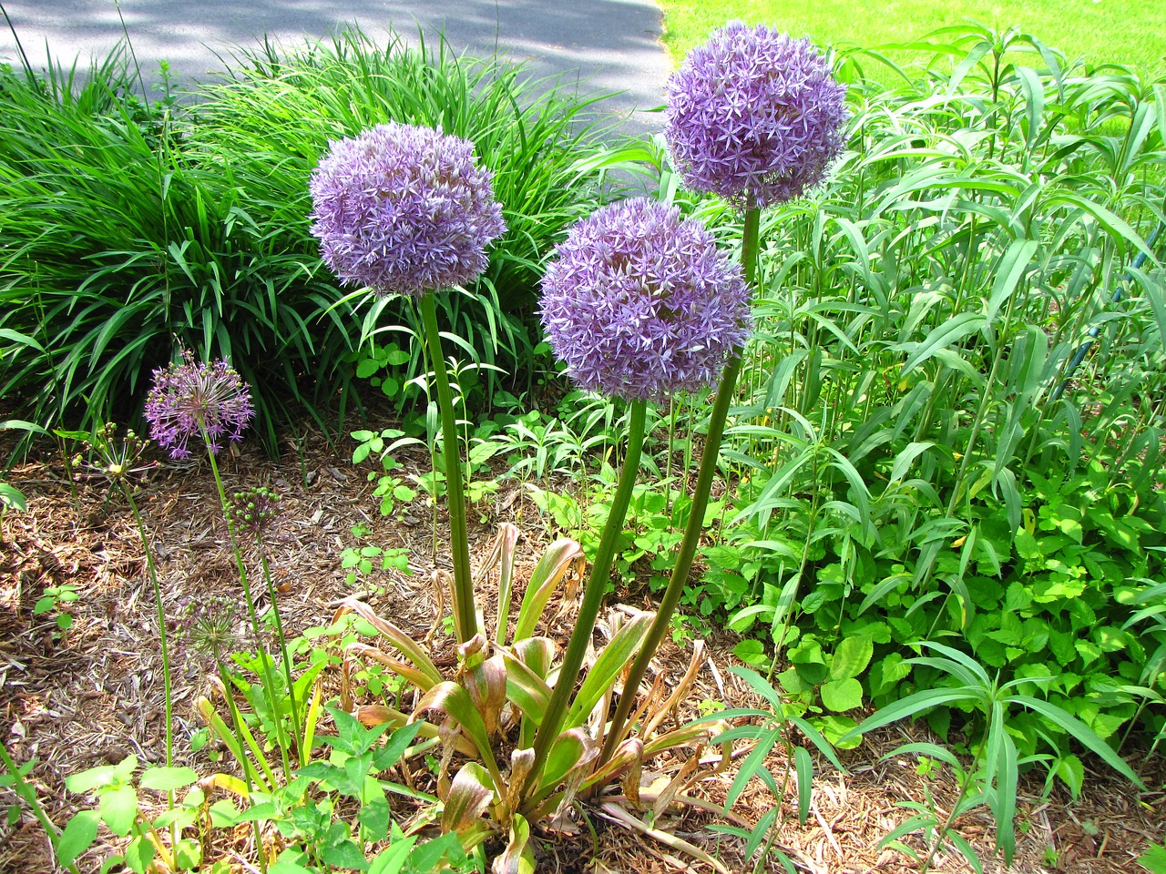 Allium, Gėlė, Žiedas, Žydi, Vasara, Violetinė, Česnakai, Augalas, Daugiametis, Laukiniai