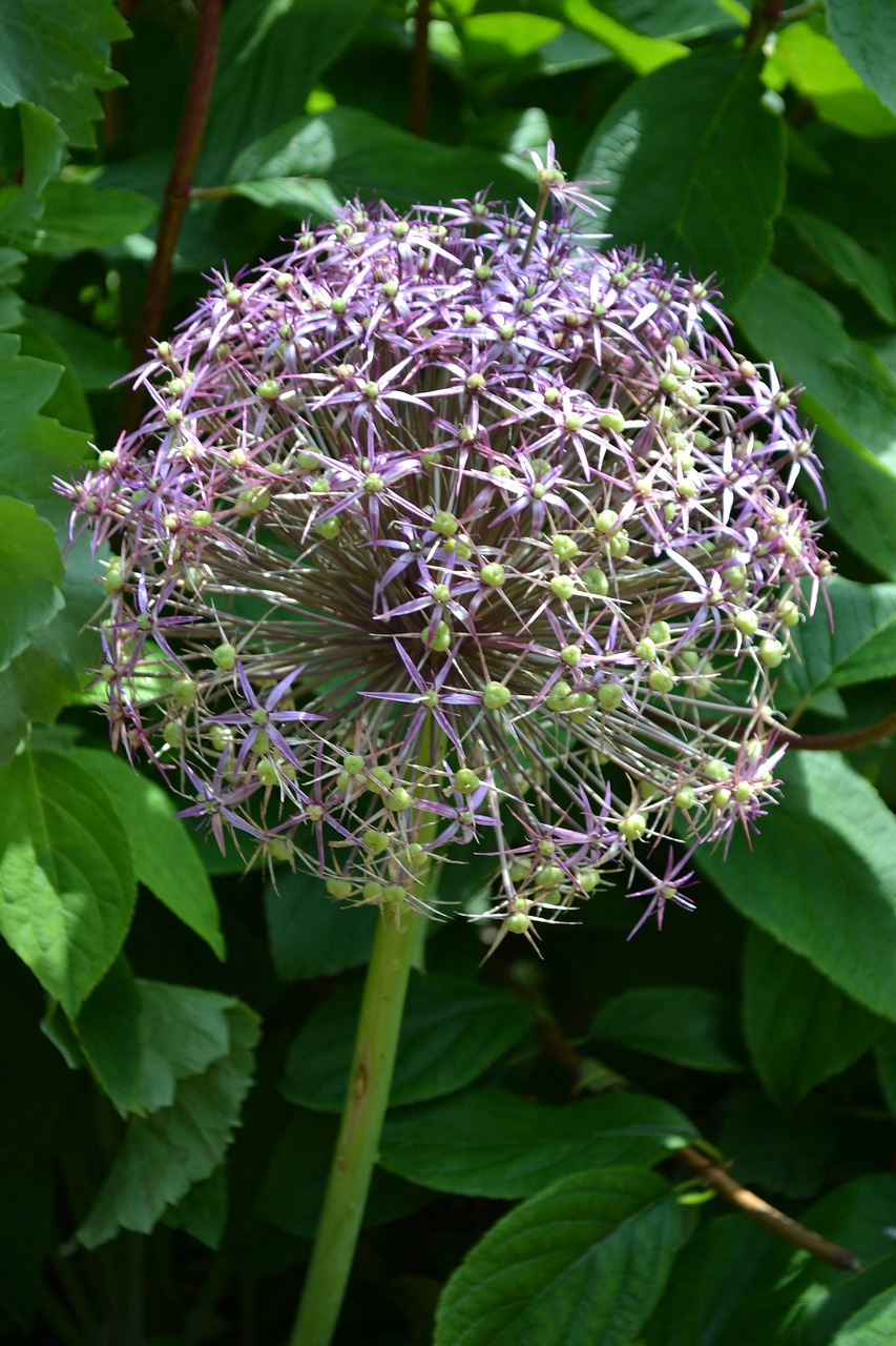 Allium, Sėklos Galvutė, Gėlė, Rutulys, Augalas, Dekoratyvinis, Gamta, Svogūnas, Violetinė, Sodininkystė