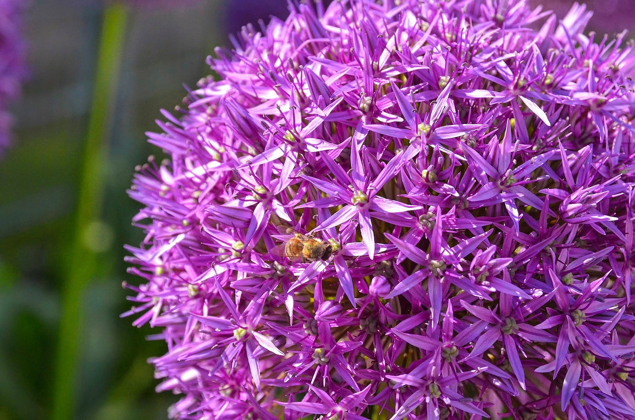 Allium, Dekoratyvinis Svogūnas, Sodo Augalas, Žiedas, Žydėti, Pavasaris, Rožinis, Gėlė, Gamta, Gėlių Kamuolys