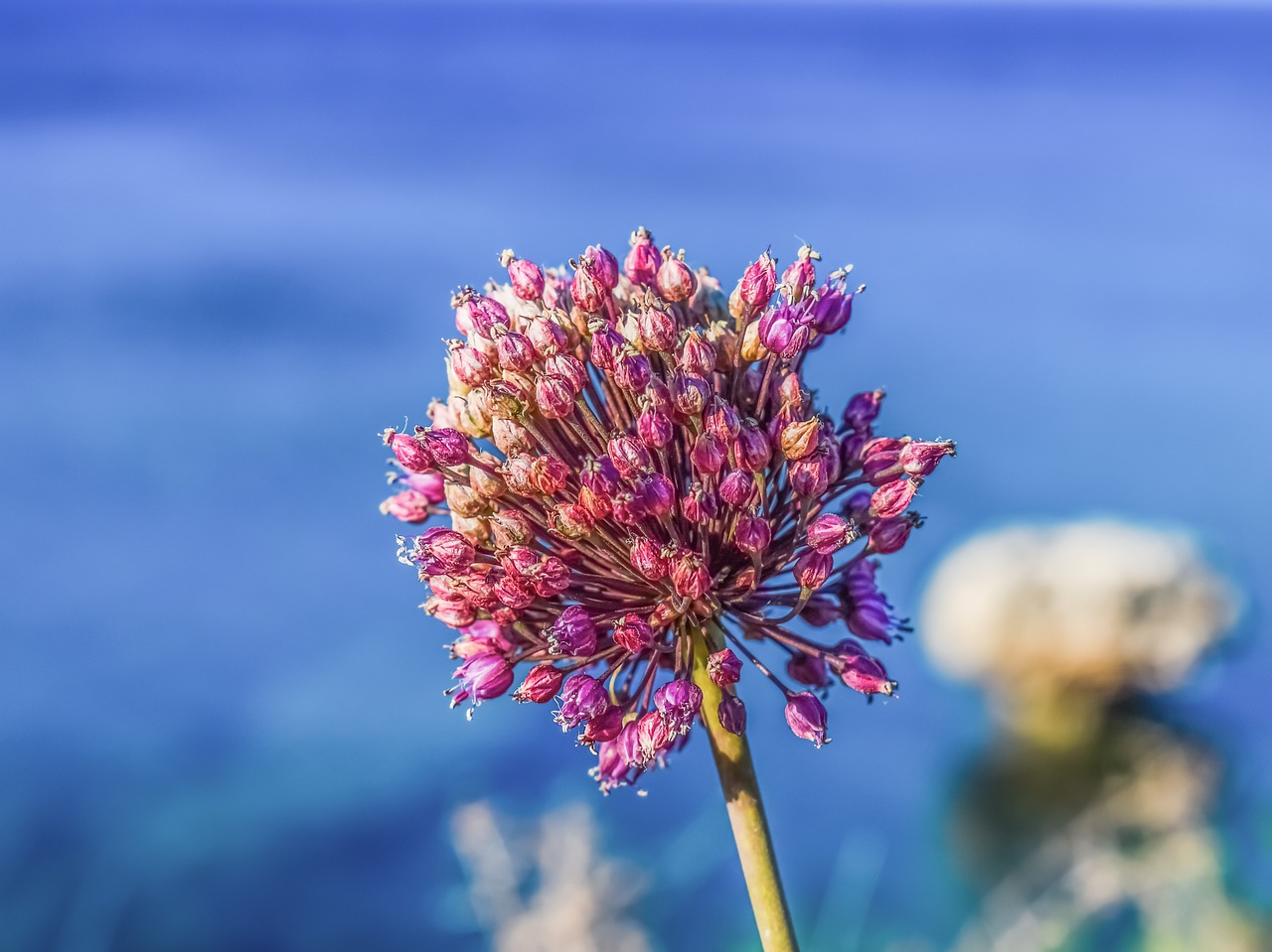 Allium, Wildflower, Pavasaris, Gėlė, Gamta, Žydi, Žydėti, Žiedas, Pavasario Laukiniai Gėlių, Violetinė