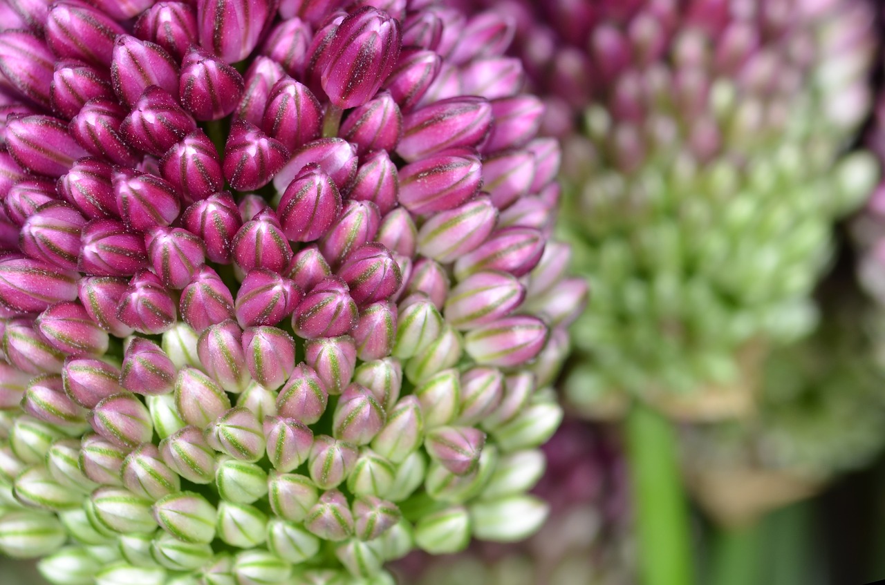 Allium, Dekoratyvinis Svogūnas, Allium Sphaerocephalon, Žiedas, Žydėti, Gėlė, Violetinė, Pavasaris, Augalas, Sodo Augalas