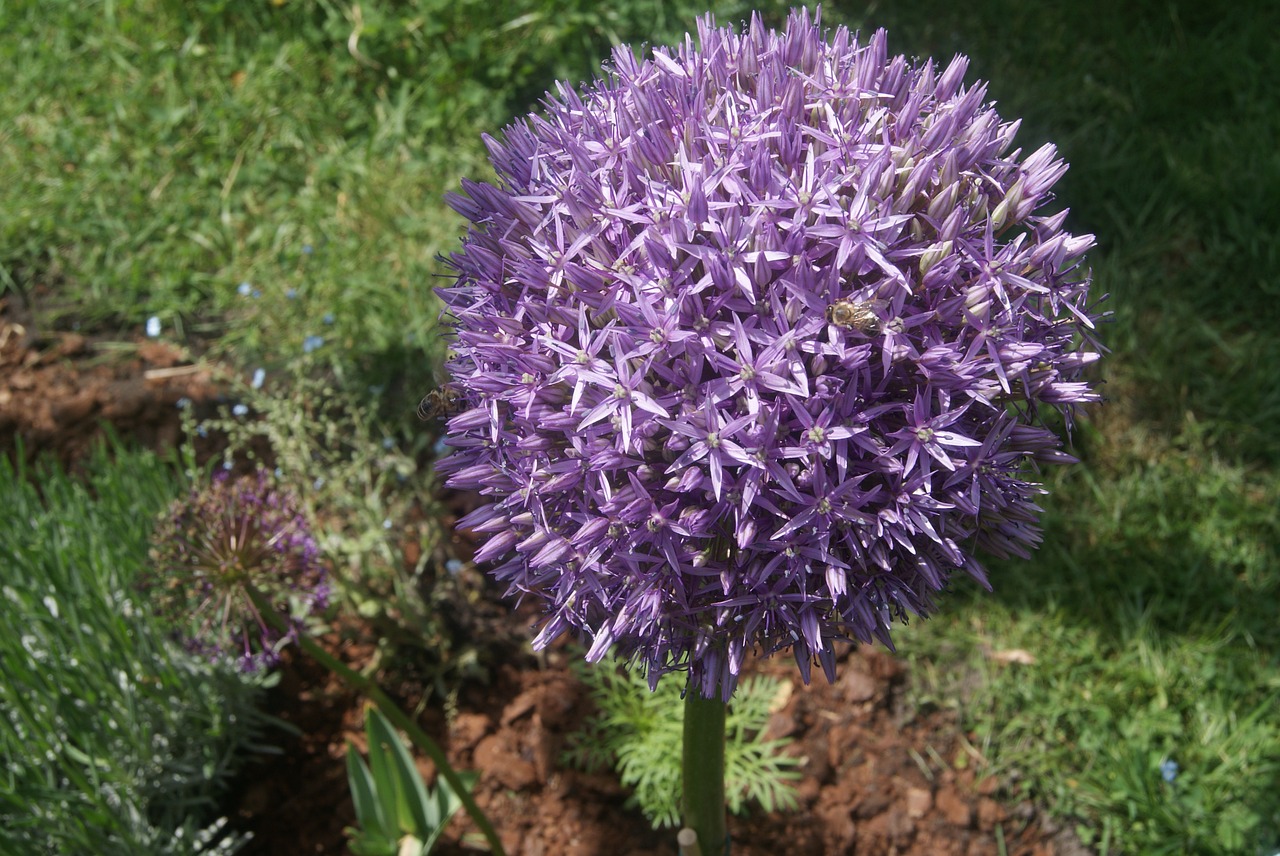 Allium, Globemaster, Anksti, Violetinė, Gėlė, Gamta, Nemokamos Nuotraukos,  Nemokama Licenzija