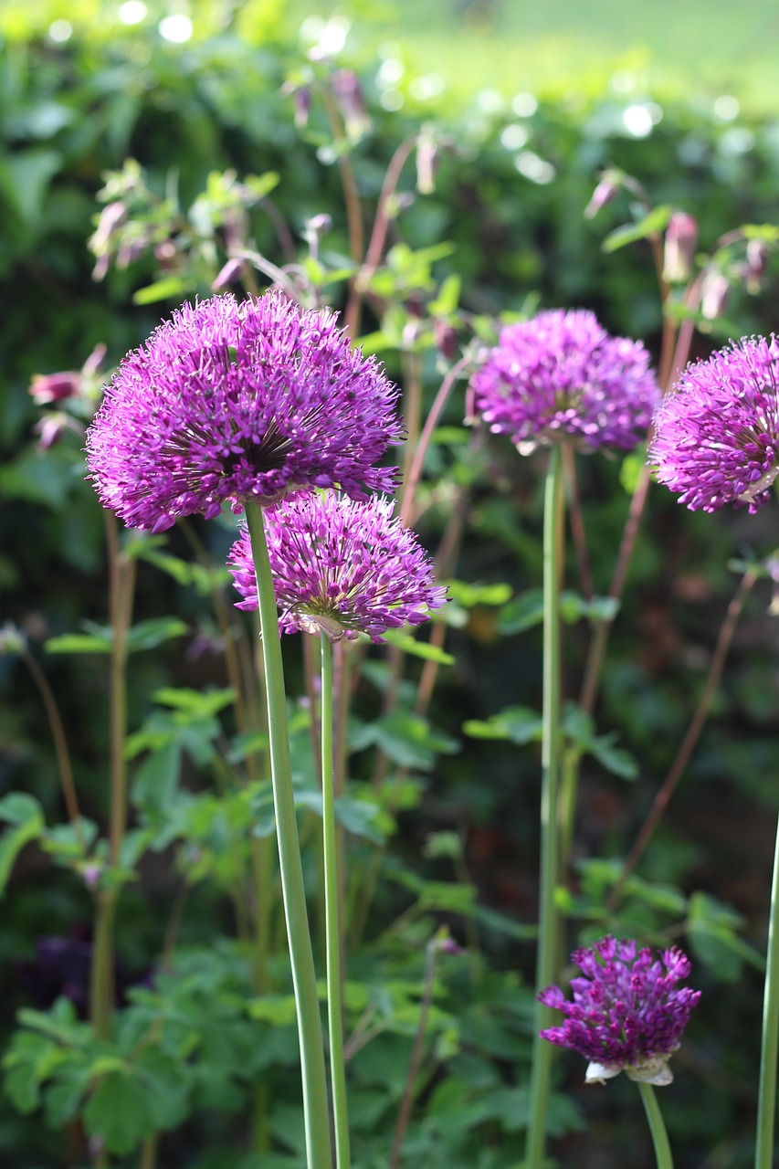 Allium,  Violetinė,  Gėlė,  Žiedas,  Pavasaris,  Žydi,  Žalias,  Augalų,  Pobūdį,  Floros