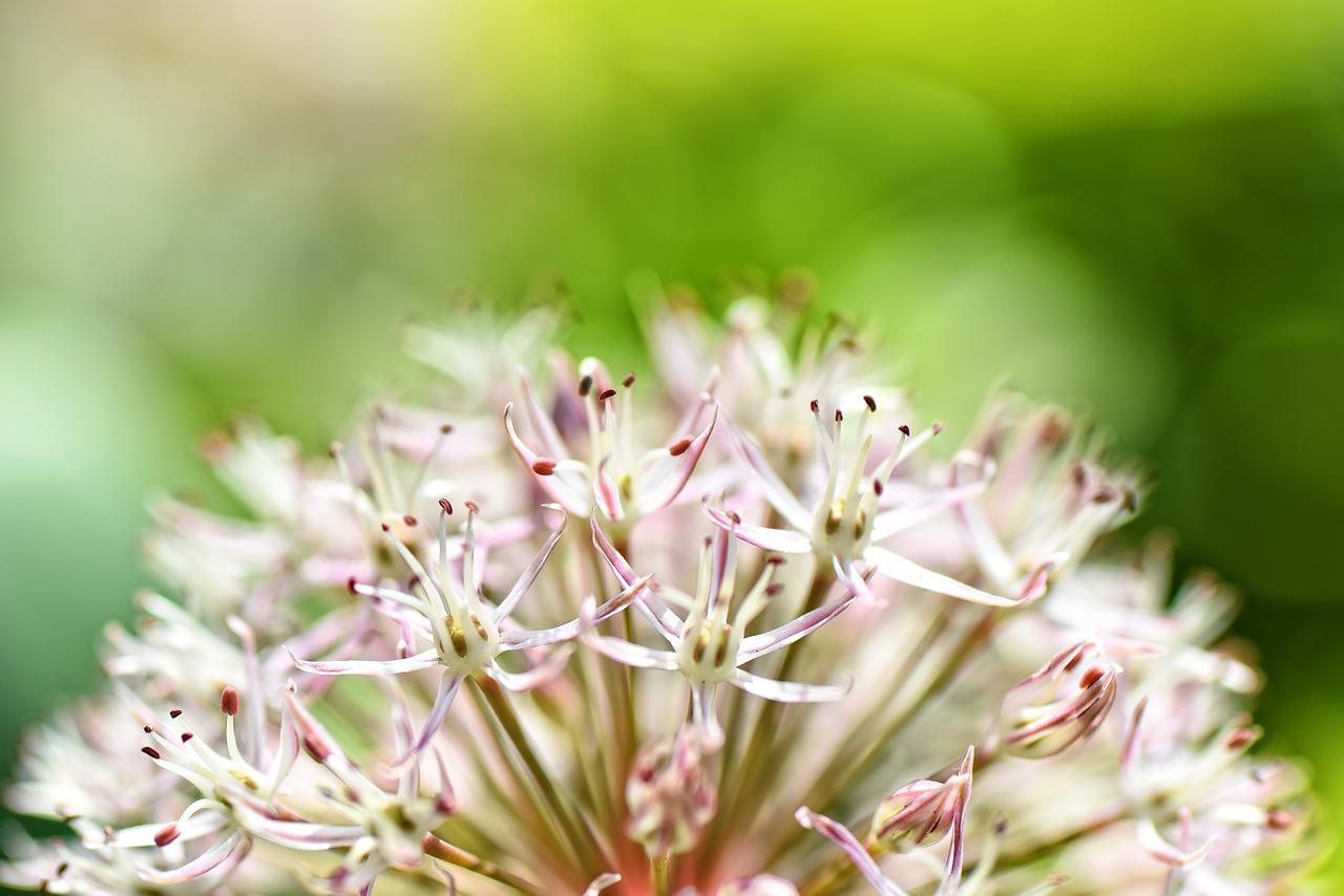 Allium,  Allium Sativum,  Gėlė,  Žiedas,  Svogūnai,  Auginami,  Dekoratyvinis, Nemokamos Nuotraukos,  Nemokama Licenzija