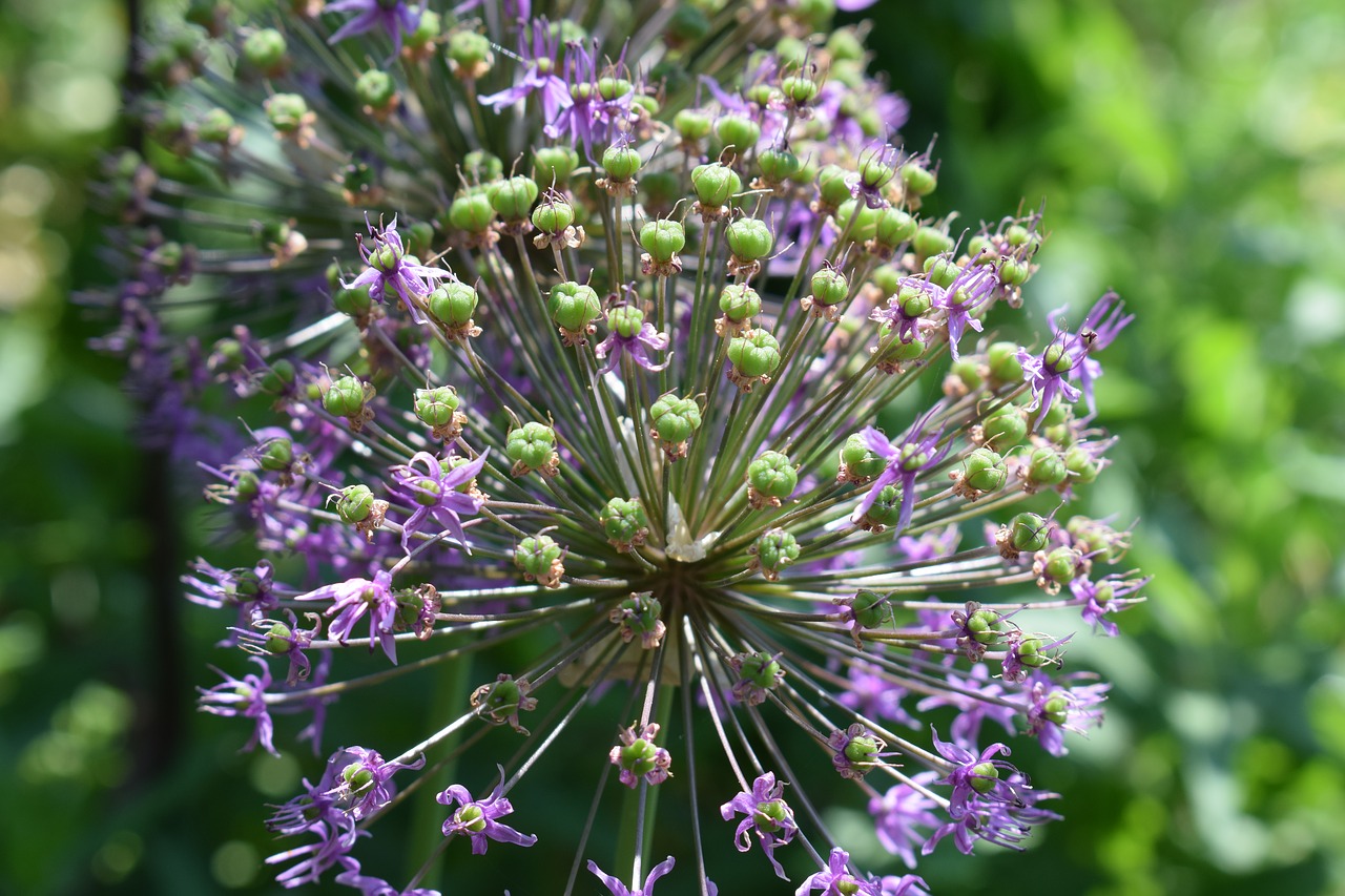 Allium,  Svogūnai,  Sodas,  Gėlė,  Augalų,  Spalvos,  Vasara,  Lemputės,  Nesenstantis,  Daugiamečiai