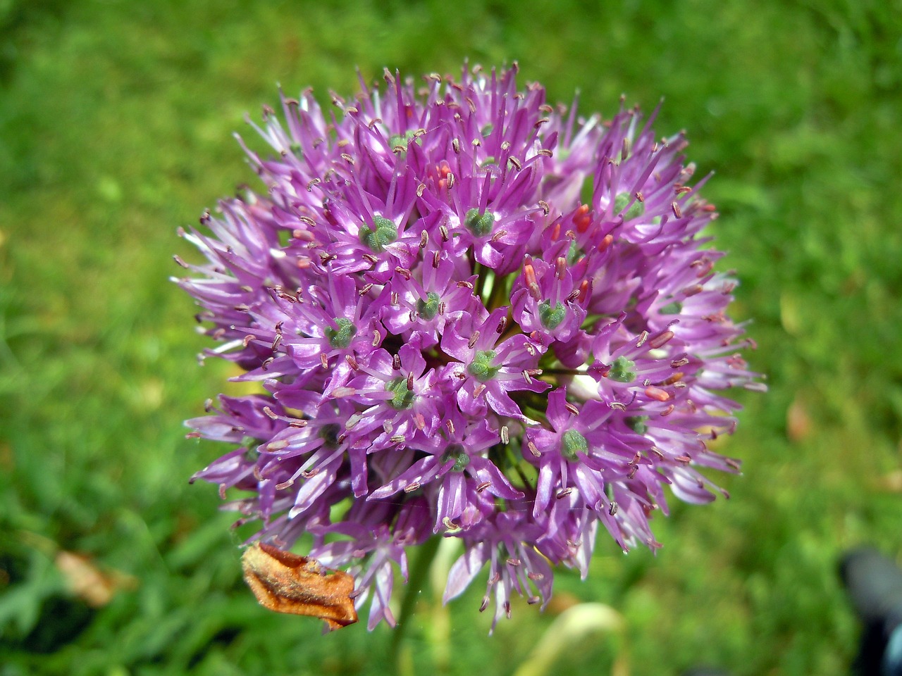 Allium, Porai Gėlė, Sphaerocephalon, Nemokamos Nuotraukos,  Nemokama Licenzija