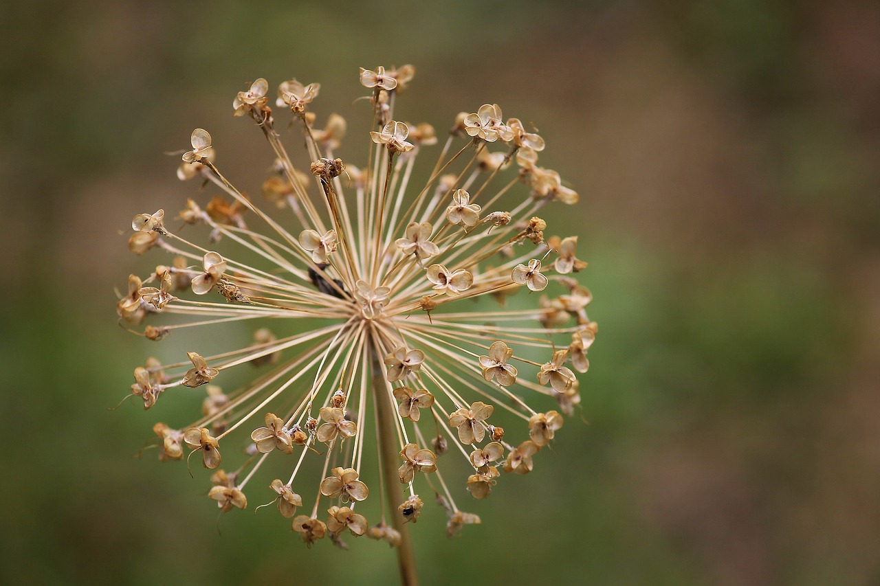 Allium,  Dekoratyviniai Svogūnai,  Žiedas,  Žydi,  Prarastas,  Rudi,  Gėlės Poilsio,  Išnyks,  Sodas,  Sodo Augalų