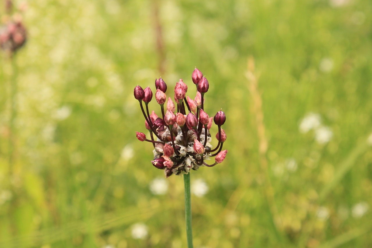 Allium, Varna, Česnakai, Vineale, Laukiniai, Augalai, Nemokamos Nuotraukos,  Nemokama Licenzija