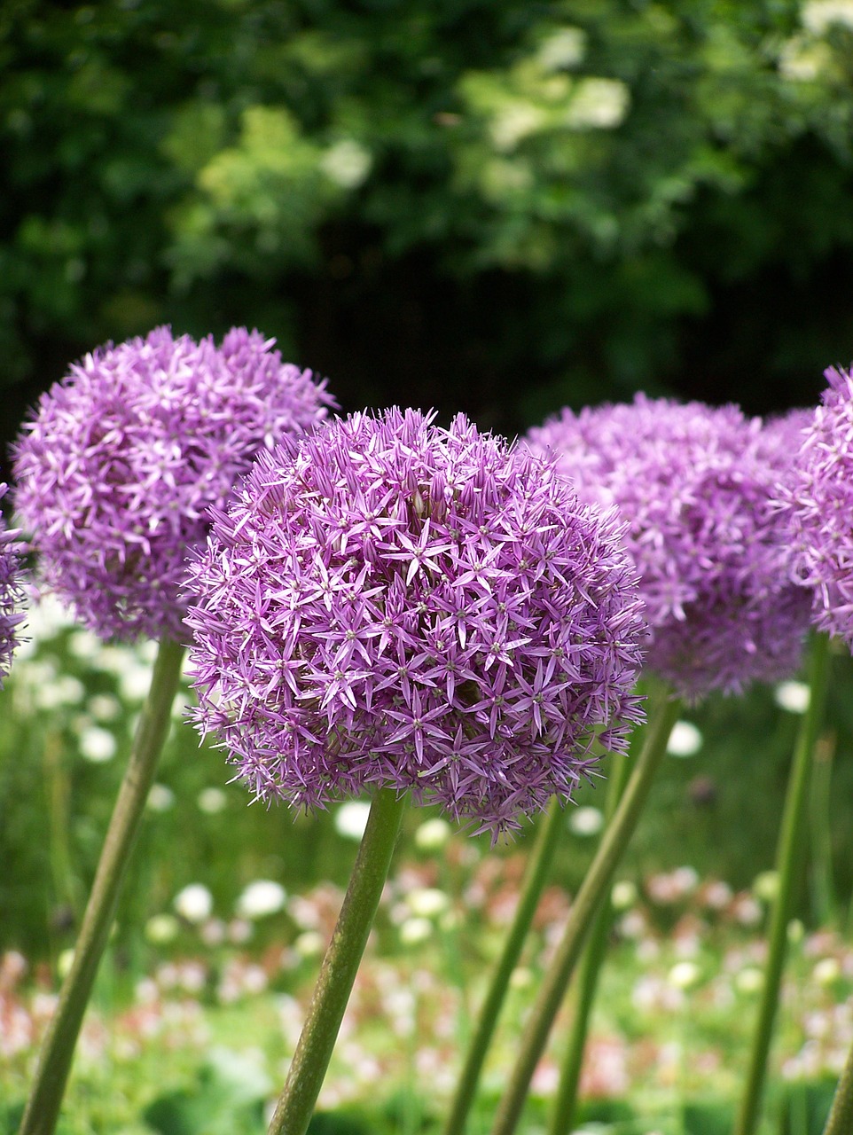 Allium, Gėlės, Žiedas, Žydėti, Violetinė, Rožinis, Dekoratyvinis Svogūnas, Sodo Augalas, Gamta, Gėlių Kamuolys