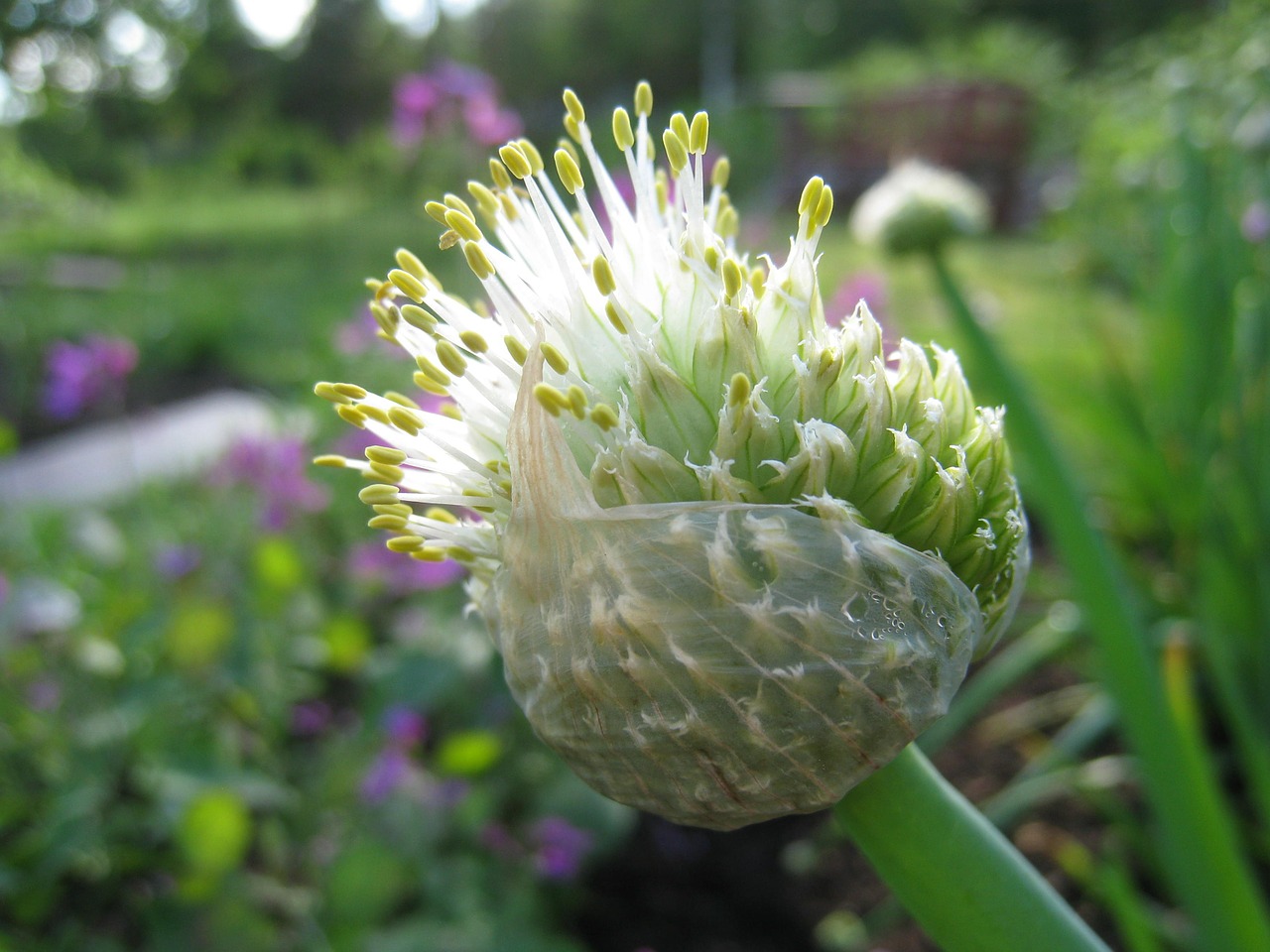 Allium Fistulosum, Vasara, Daržovių, Sodas, Spalvos, Nemokamos Nuotraukos,  Nemokama Licenzija