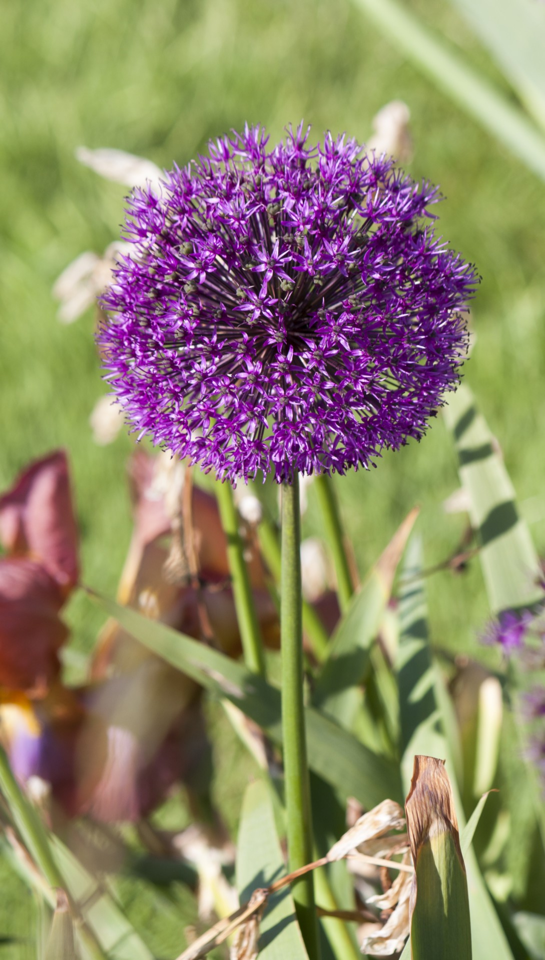 Gėlė,  Allium,  Allium & Nbsp,  Gėlė,  Violetinė,  Žydėti,  Gėlių,  Gamta,  Gražus,  Iš Arti