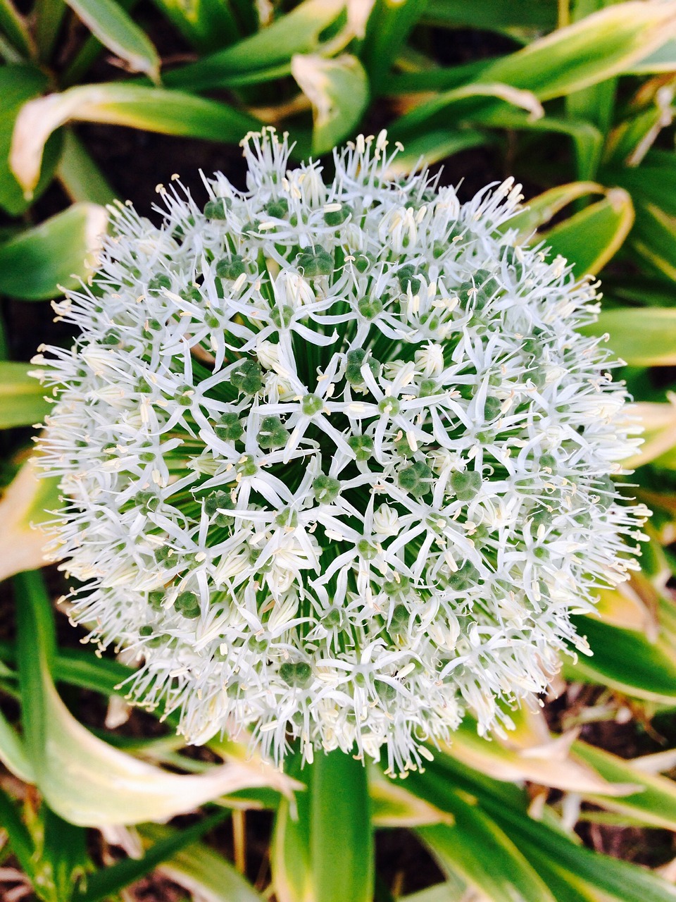 Allium Giganteum, Balta, Žiedas, Žydėti, Gėlė, Dekoratyvinis Svogūnas, Allium, Žvaigždutė, Schnittblume, Augalas