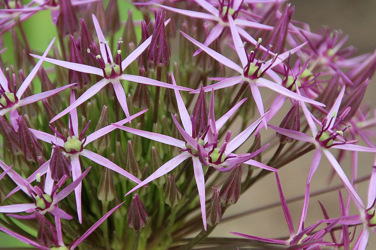 Allium-Lauch, Gėlės, Allium, Porai, Porinis Šiltnamio Efektas, Gėlė, Nemokamos Nuotraukos,  Nemokama Licenzija