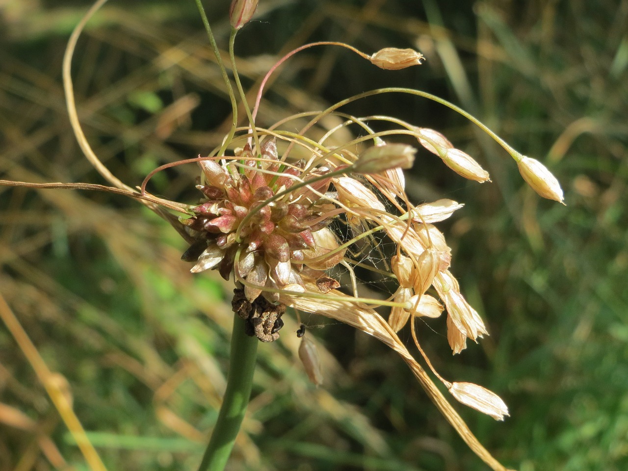 Allium Oleraceum, Lauko Česnakai, Žiedynas, Wildflower, Flora, Žolė, Botanika, Augalas, Makro, Nemokamos Nuotraukos