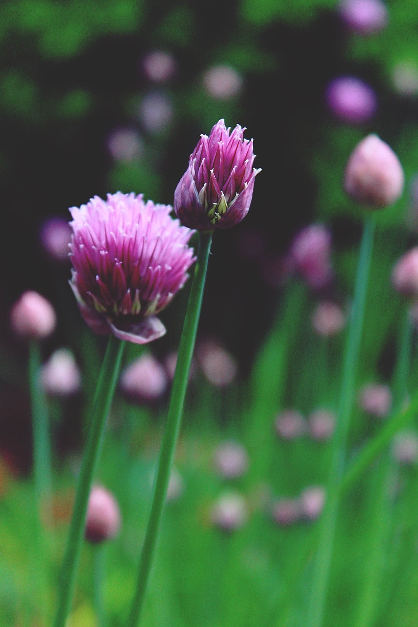 Allium Schoenoprasum, Žirniai, Žiedas, Žydėti, Rožinis, Net Žolės Porai, Konteineriai, Brislauch, Grusenich, Jakobo Svogūnas