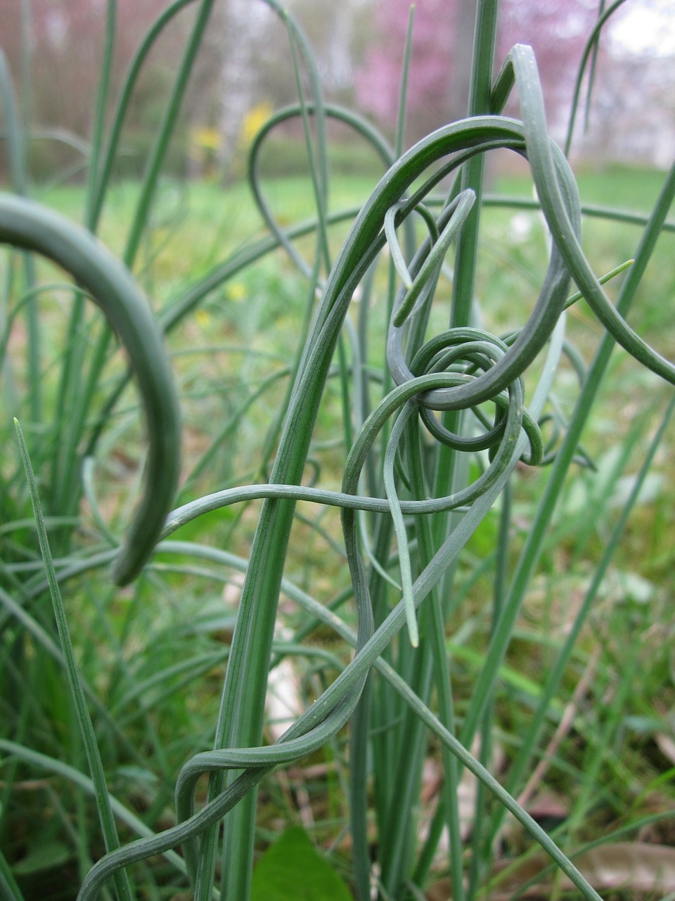 Allium Schoenoprasum,  Žirniai,  Žolė,  Maistas,  Prieskoniai,  Ingredientas,  Šviežias,  Skanus,  Aromatiniai,  Augalas