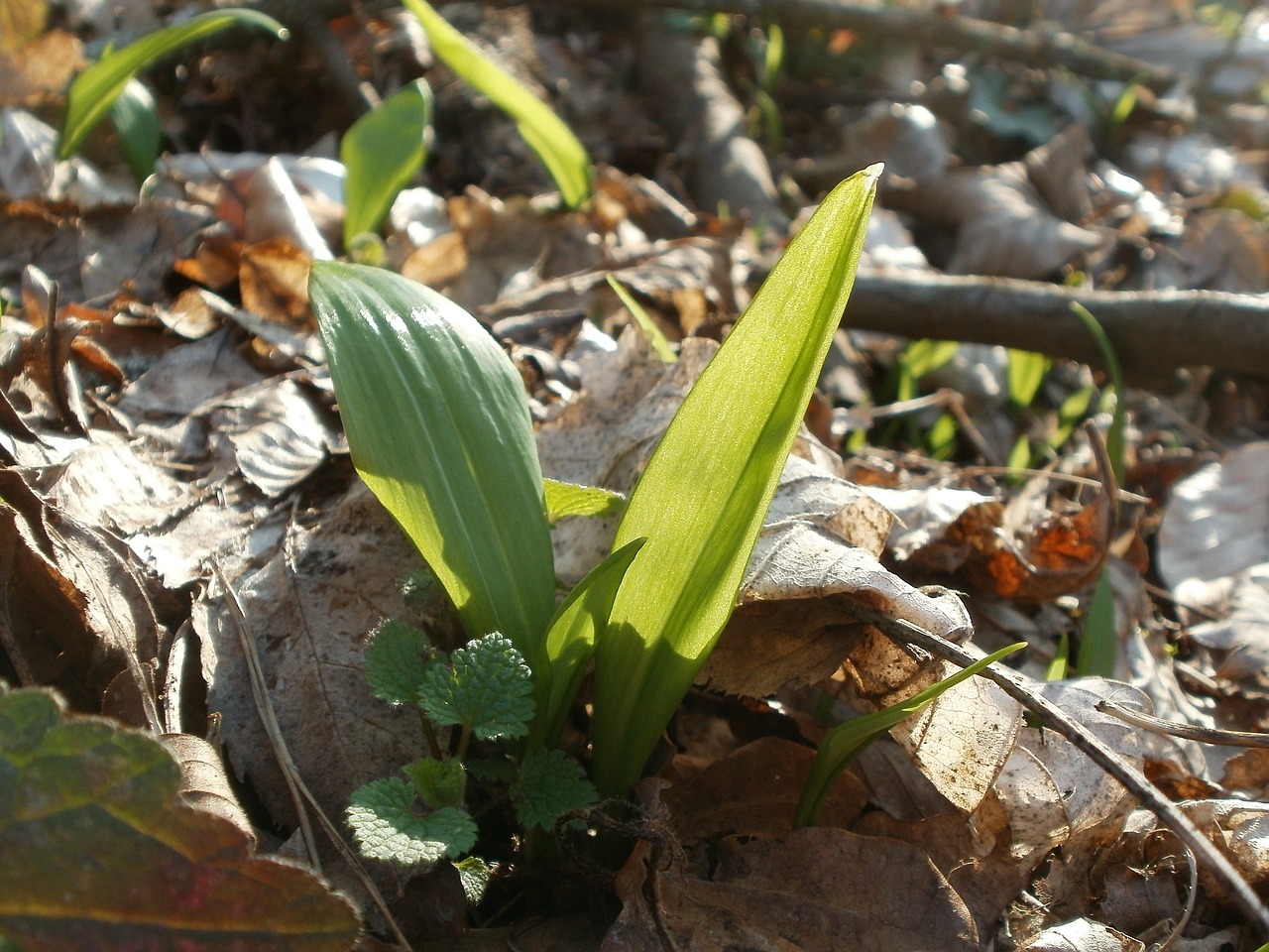 Allium Ursinum, Laukiniai Česnakai, Česnakai, Laukiniai, Pavasaris, Flora, Šviežias, Ramons, Žolė, Sezoninis