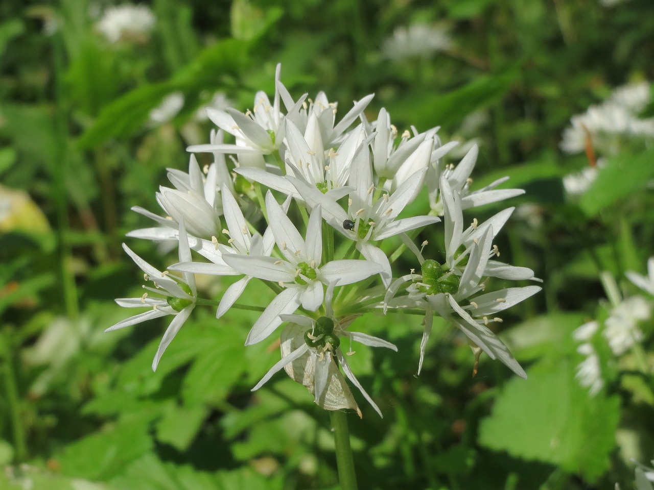 Allium Ursinum, Ramons, Buckrams, Laukiniai Česnakai, Plačialapiai Česnakai, Medžio Česnakai, Pajuokos Porai, Lokio Česnakai, Wildflower, Žolė