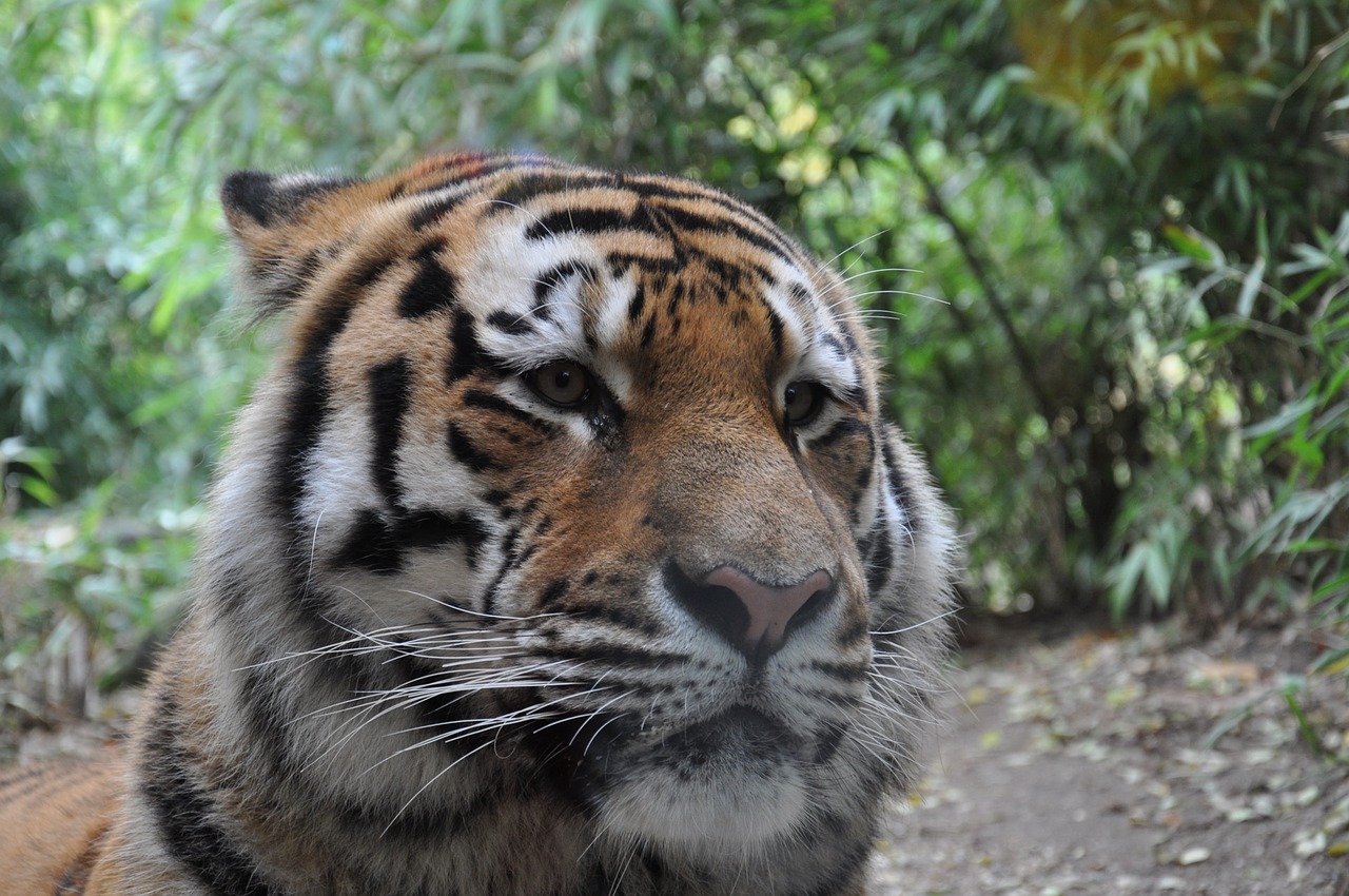 Allwetterzoo, Münsteris, Sibiro Tigras, Nemokamos Nuotraukos,  Nemokama Licenzija