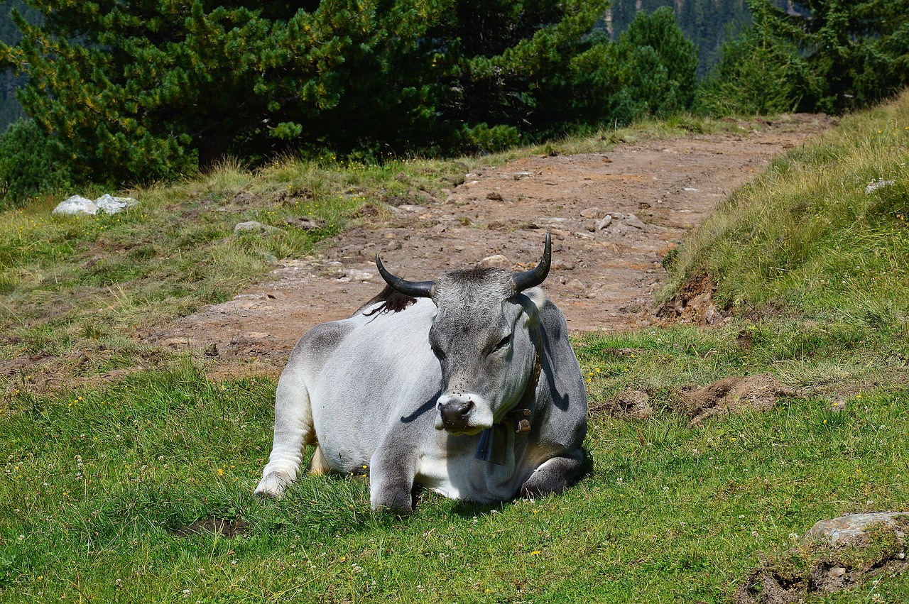 Alm, Karvė, Atsipalaiduoti, Tyrol, Austria, Nemokamos Nuotraukos,  Nemokama Licenzija