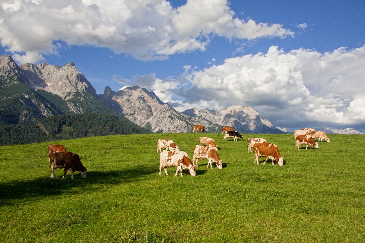 Alm, Ganykla, Kalnai, Debesys, Karvė, Vasara, Kraštovaizdis, Gamta, Austria, Alpių Pieva