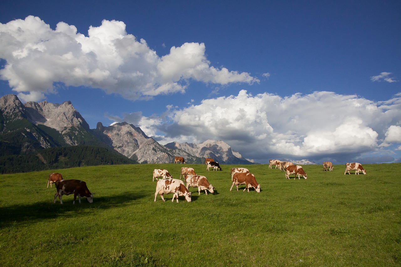 Alm, Ganykla, Kalnai, Debesys, Karvė, Vasara, Kraštovaizdis, Gamta, Austria, Alpių Pieva