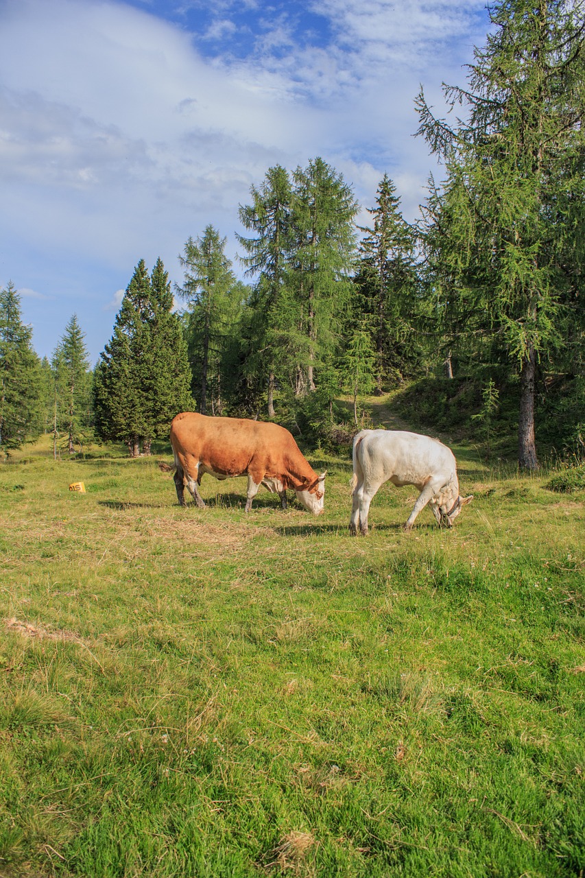 Alm,  Karvės,  Karvė,  Ganykla,  Galvijai,  Žemdirbystė,  Jautiena,  Pieva,  Gamta,  Vasara