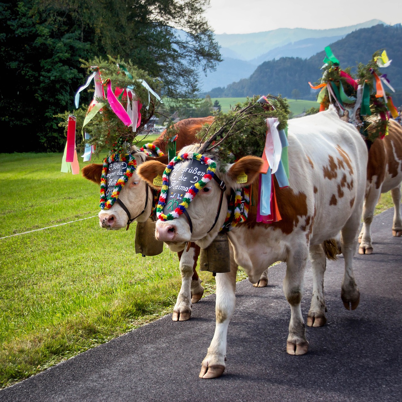 Almabtrieb, Karvės, Karvė, Muitinės, Žemdirbystė, Gyvūnai, Jautiena, Atrajotojas, Tradicija, Bavarija