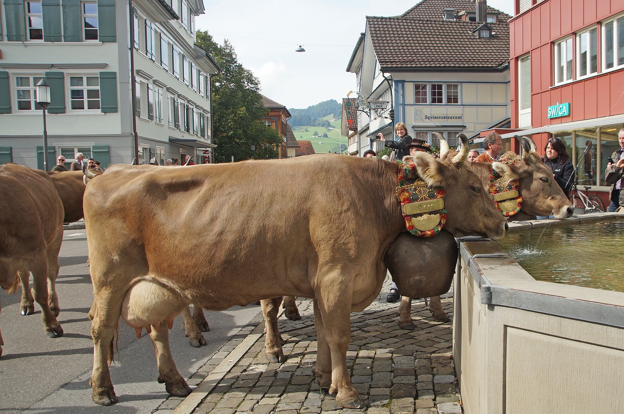 Almabtrieb, Šveicarija, Appenzell, Karvės, Tradicija, Gyvūnai, Varpas, Nemokamos Nuotraukos,  Nemokama Licenzija