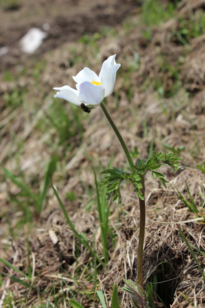 Almblume, Alpių Gėlė, Pasqueflower, Pasque Gėlė, Alpių Pieva, Skristi, Nemokamos Nuotraukos,  Nemokama Licenzija