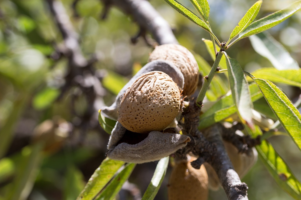 Migdolai, Vaisiai, Auginimas, Brendimas, Žemdirbystė, Lapai, Medis, Migdolų Medis, Ingredientas, Makro