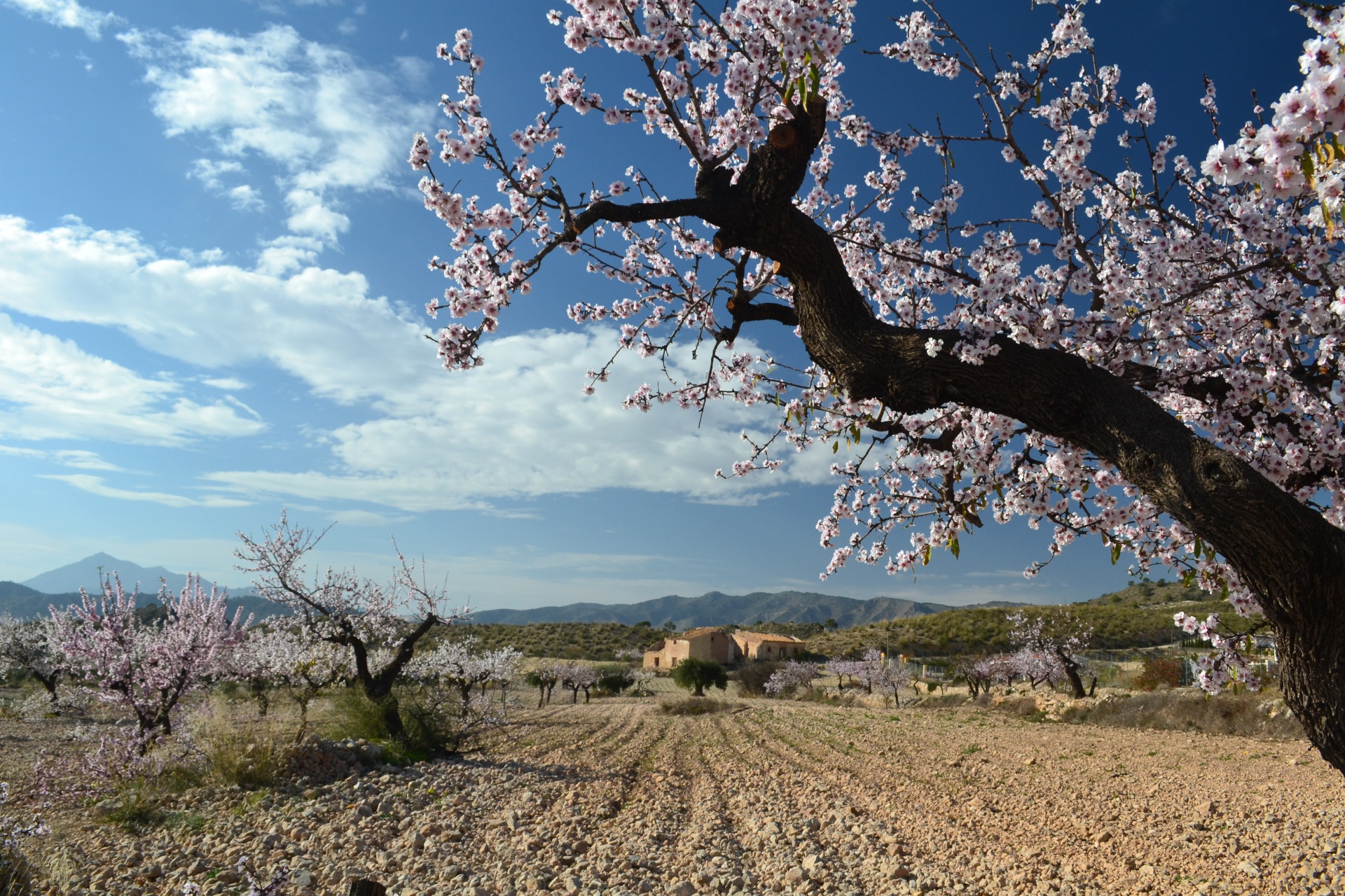 Almond blossom. Кипр цветет миндаль. Миндальное дерево. Цветущий миндаль. Цветение миндаля.