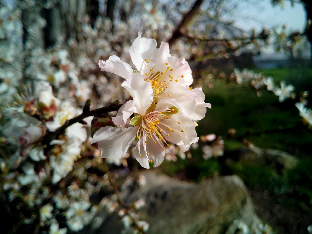 Migdolų Medis, Medis, Prunus Dulcis, Gamta, Migdolų Gėlė, Žydėjimas, Pavasaris, Migdolai, Gėlės, Migdolų Gėlės