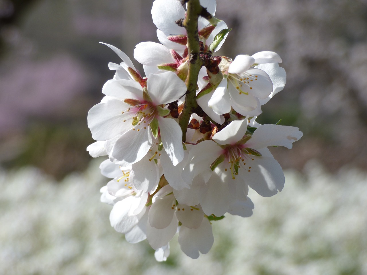 Migdolų Medis, Migdolų Gėlė, Gėlių Šaka, Flora, Žydėjimas, Nemokamos Nuotraukos,  Nemokama Licenzija