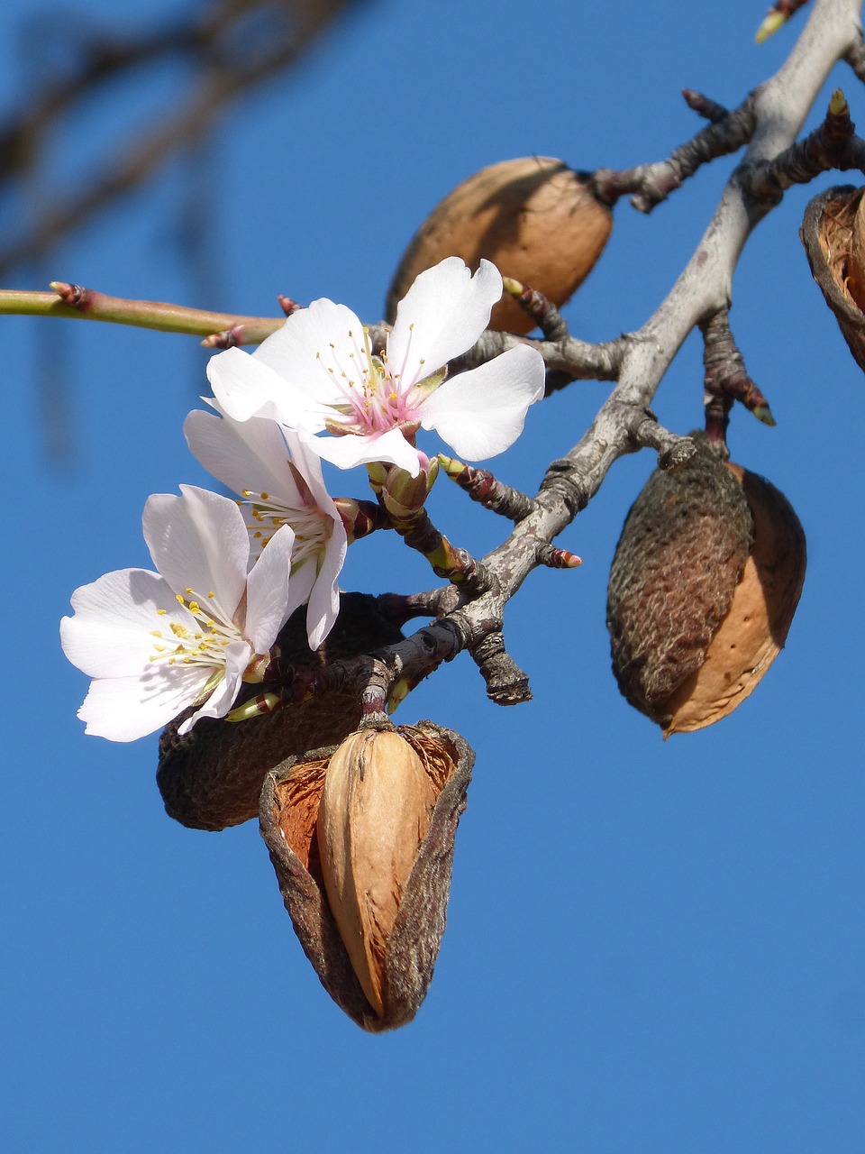 Migdolų Medis, Gėlė, Flora, Migdolai, Gamta, Medis, Filialas, Augalas, Nemokamos Nuotraukos,  Nemokama Licenzija