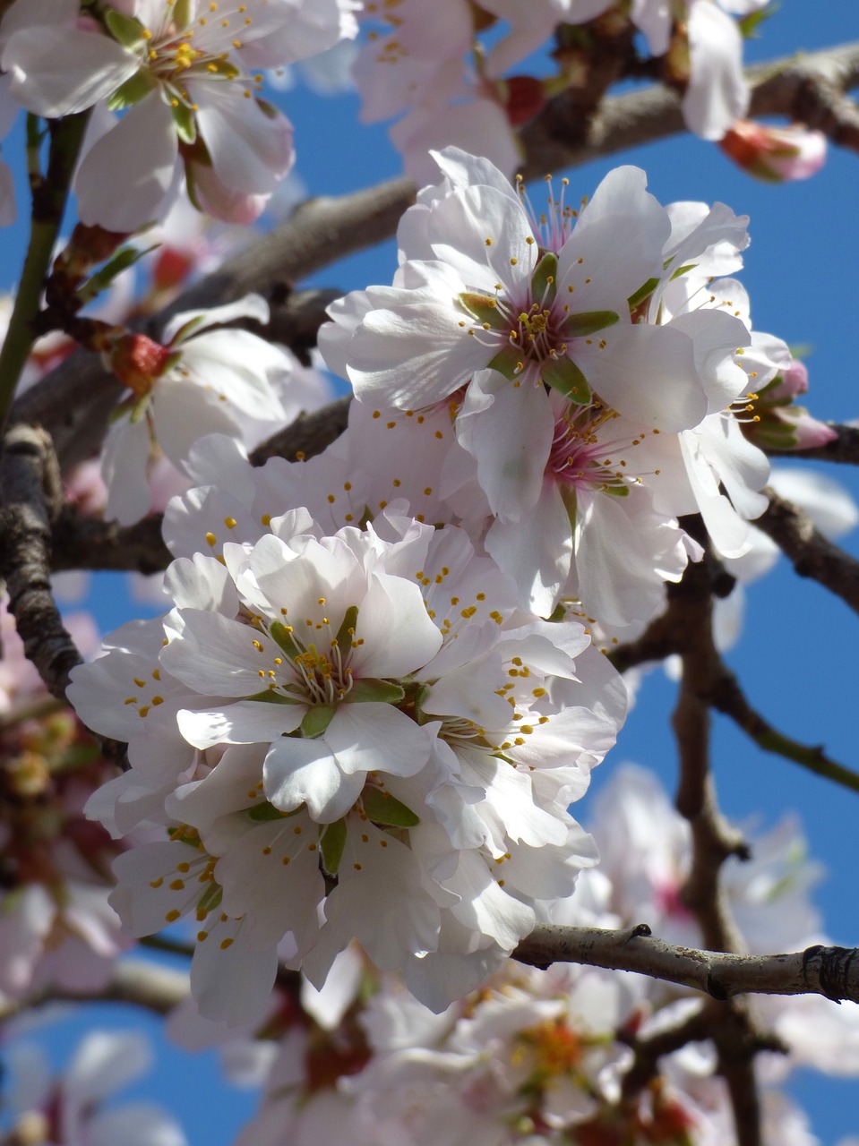 Žiedo Migdolų Medis, Gėlės, Flora, Migdolų Medis, Nemokamos Nuotraukos,  Nemokama Licenzija