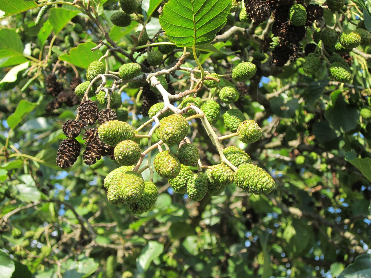 Alnus Glutinosa,  Alksnis,  Paprastasis Alksnis,  Juodalksnis,  Medis,  Flora,  Filialas,  Augalas,  Vaisiai,  Laukinė Gamta