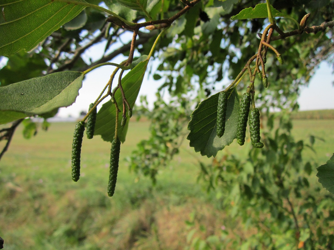 Alnus Glutinosa,  Alksnis,  Juodalksnis,  Paprastasis Alksnis,  Europinis Alksnis,  Vaisiai,  Medis,  Augalas,  Augmenija,  Flora