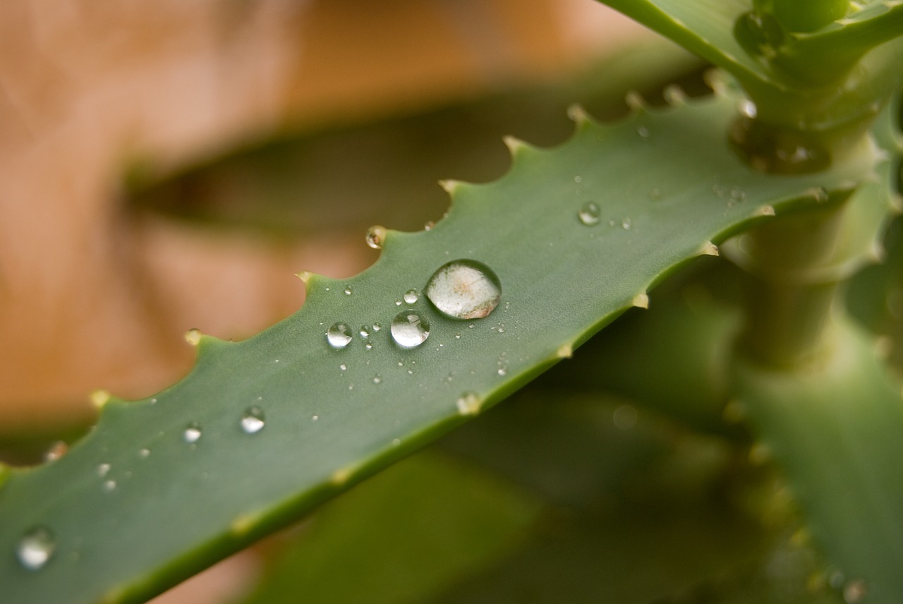 Aloe, Augalas, Lietus, Lašas, Gamta, Nemokamos Nuotraukos,  Nemokama Licenzija